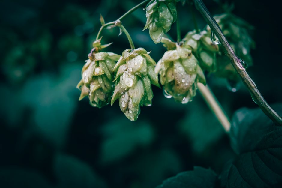 Hameiul (Humulus lupulus): beneficii pentru somn, calm și menopauză