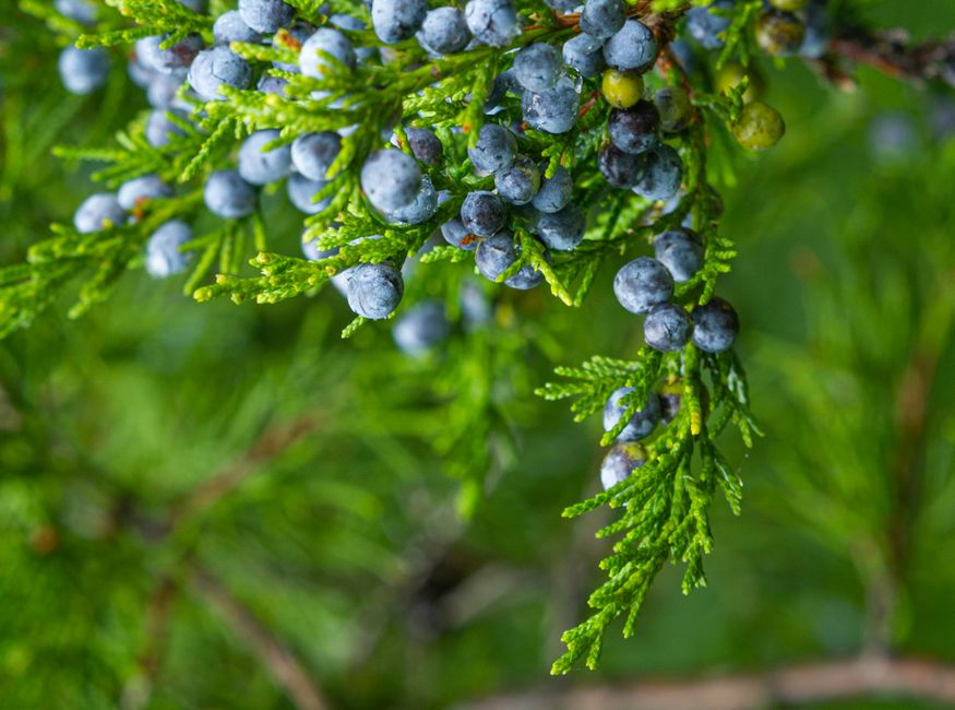 Ienupărul (Juniperus communis): beneficii, boabe, ceai și precauții