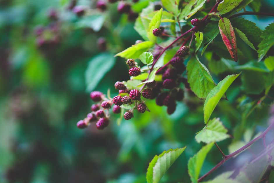 Frunzele de mur (Rubus fruticosus): beneficii, diaree și gât iritat