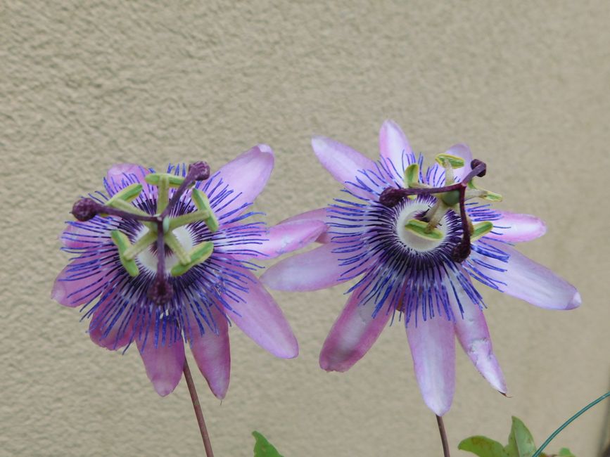 Passiflora (Passiflora incarnata): calm natural și somn mai ușor