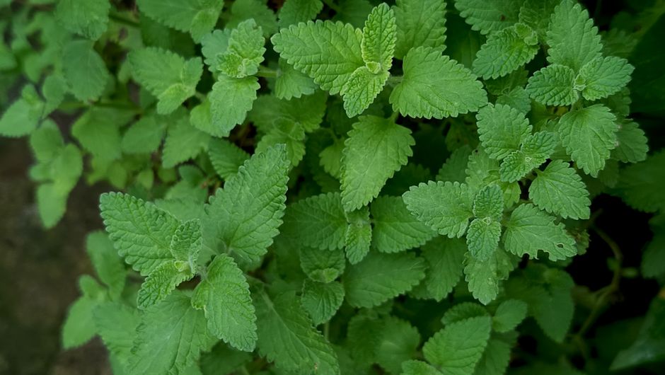 Roinița (melisa): calmul, digestia și somnul într-o singură plantă